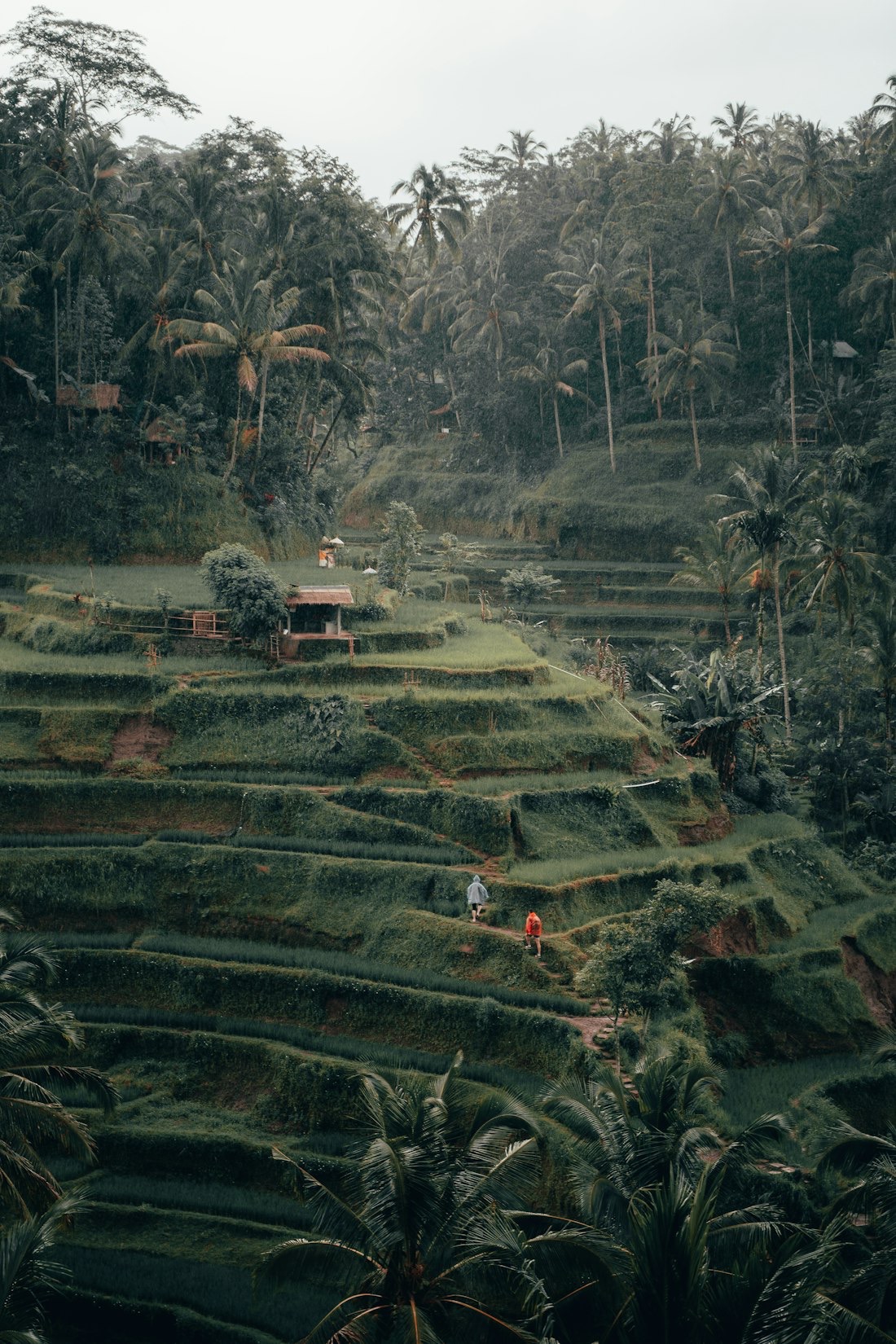 Terraced rice fields on a hillside in Bali, Indonesia